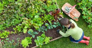 Once you've mastered the gardening technique, you can make a raised garden bed to plant crowds of seasonal flowers to add color to your landscape. 12 Best Raised Garden Beds In 2021 According To Experts