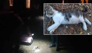 Cami Bahcesindeki Yavru Kedi Iskence Ile Olduruldu