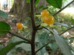 Image result for Streblus