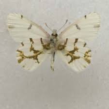 For this reason, businesses and residents really need to consider getting olympia pest control. Pdf Re Evaluation Of Euchloe Olympia W H Edwards 1871 Pieridae Pierinae From A Geographic And Taxonomic Perspective