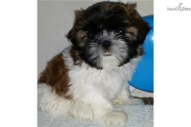Then again, i'm a little biased because i breed them and have been doing so for many years now. Beautiful Tri Color Female Shih Tzu Puppy Shih Tzu Shih Tzu For Sale