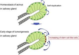 Plag1 Enhances The Stemness Profiles Of Acinar Cells In Normal Human Salivary Glands In A Cell Type Specific Manner Sciencedirect
