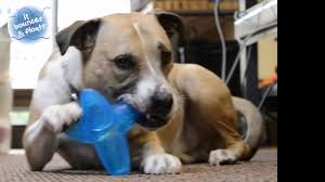 The best puzzle toys for dogs aren't just about giving your a break. Interactive Dog Toys For Bored Dogs Start With One Of These 8 Dog Toys To Gauge Your Dog S Interest And Chewing Power The Dog Guide