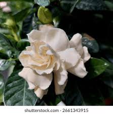 Image result for Theaceae