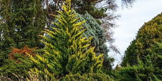 Evergreen trees are measured by height from the ground to the top branches of the tree. How To Choose The Best Trees For Privacy Budget Dumpster