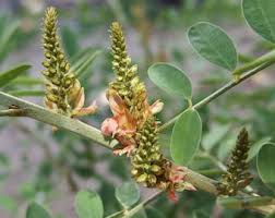 Image result for Indigofera microcalyx