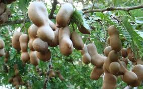These are followed by fruit pods, reddish colored, and twisted and curled like a 'ram`s horn'. Tropical Fruit Trees Tamarind