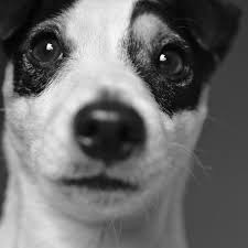 Cute puppy jack russell colouring pages. Jackawawa Jack Russell Chihuahua Mix Hubpages