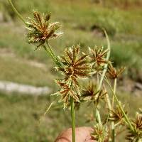Image result for Cyperus squarrosus