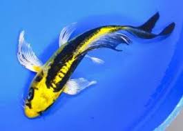 This koi is mainly black but it has white and red parts. 9 Koi Fish Ideas Koi Koi Fish Fish