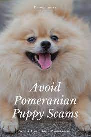 Buying A Pomeranian Puppy Avoid Pomeranian Online Puppy Scams Pomeranian Puppy Puppies Pomeranian Dog