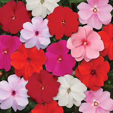 These plants (impatiens hawker) originally came from new guinea and introduced into the united states in the 1970s. All Color Mix Divine New Guinea Hybrid Impatiens Container Gardening Jung Seed Company