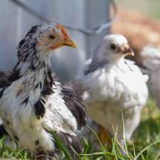 Roosters will be more bold and friendly early on while hens are less friendly. 6 To 8 Week Old Chickens Purina Animal Nutrition