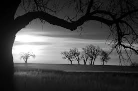 Black And White Landscape Photos For Sale Trees And Meadows Sunrise In Black And White Photo Image By James Bo Insogna Black And White Landscape Nature Photography Landscape Photography
