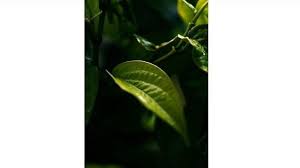 Adanya kandungan flavonoidpada daun tubuh yang berfungsi untuk memproduksi insulin maka daun sambilonto juga bisa dimanfaaatkan sebagai obat untuk penderita diabetes. Cara Buat Cairan Anti Rayap Untuk Perabot Rumah Anda Bahannya Daun Sirih Dan Daun Pepaya Halaman All Tribun Jabar