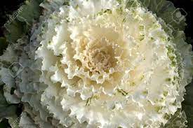 We did not find results for: A Big White Cabbage With Layers Of Leaves That Look Like A Flower Stock Photo Picture And Royalty Free Image Image 15950123