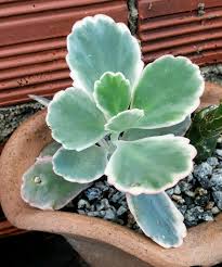 Kalanchoe Fedtschenkoi Cv Variegata Suculentas Plantas Suculentas Jardineria