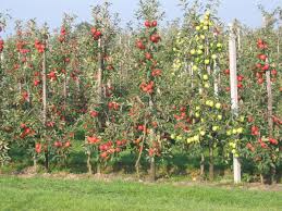 Vivace de 50 cms et moins à taille adulte. Arbre Fruitier Wikipedia