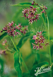 Image result for Vincetoxicum