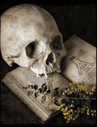 Pin On Skulls Bones