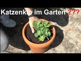 Coleus Canin Hilfe Gegen Katzenkot Im Garten Katzen Im Garten Katzenabwehr Youtube Katzenkot Garten Pflanzen