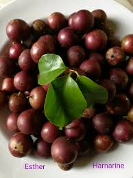 Image result for Flacourtia indica