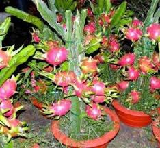 The fruit originates from the dragon fruit cactus plant, which usually appears like vines. Vamsha Nature Care Dragon Tree Price In India Buy Vamsha Nature Care Dragon Tree Online At Flipkart Com