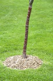 Maybe you would like to learn more about one of these? Why Keep Mulch Away From Tree Trunks Croft Tree Experts Blog