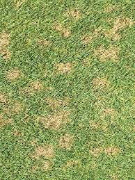 Ohio States Disease Day Helps Turf Managers Id Problems And