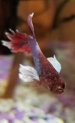 This one page betta fish care sheet is packed with easy to digest information on all aspects of betta fish care. Male Betta Fish May Have Pop Eye Tropical Fish Forums