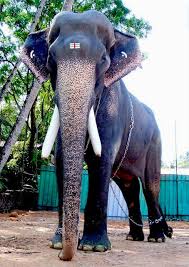 Hey folks, just dropping by to submit a tutorial briefly on how to draw a realistic elephant, step by. Pin On Aanachandam