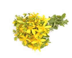 John's wort are placed in sandboxes in the sun to maximize heat. 3 006 Grass Wort Stock Photos And Images 123rf