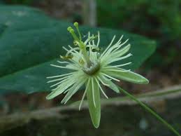 Image result for Rhynchosia holosericea