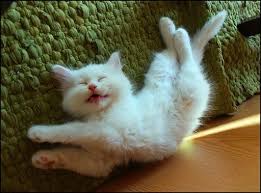 Jika kamu tidak menemukan induk kucing angkat, kamu dapat mencoba merawat bayi kucing baru lahir sendiri. Jangan Salah Ternyata Kucing Kalau Baru Bangun Tidur Lucu Juga Lo Beda Banget Sama Kita