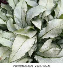 Image result for Pulmonaria Silverado