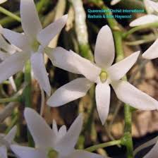 Image result for Mystacidium venosum