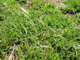 Image result for Cenchrus