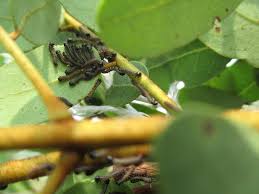 Image result for Bridelia ripicola