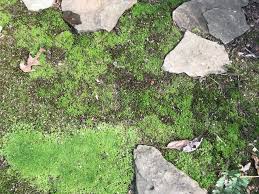 This is ball moss removal front yard (sideview1) by robert elwood on vimeo, the home for high quality videos and the people who love them. The Benefits Ecology Of A Moss Lawn Habitat Network