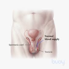 Q breast growth or soreness: Testicular Torsion Symptoms Diagnosis And Treatments