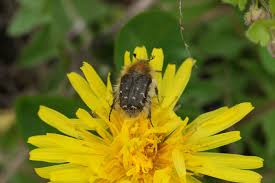 Image result for Tropinota hirta