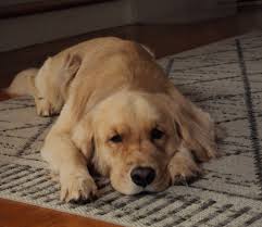 Overlook Golden Retrievers