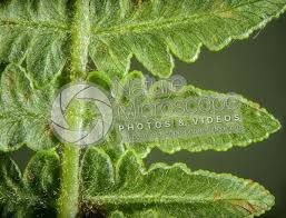 Image result for Pteridium