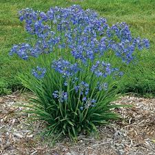 A California Treasure Now For Cooler Zones Finegardening In 2020 Plants Perennials Agapanthus