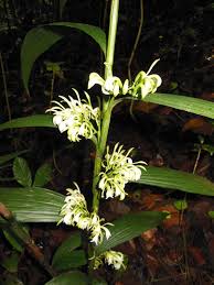 Image result for Corymborkis