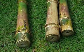 Image result for Bambusa balcooa