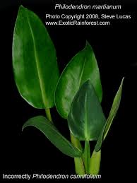 Philodendron Martianum Incorrectly Philodendron Cannifolium Mart Philodendron Martianum Engl Exotic Rainforest Rare Tropical Plants