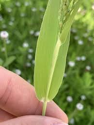 Image result for Urochloa brevispicata