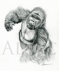 Silverback Gorilla Stephane Alsac In this drawing lesson we will show you how to draw a gorilla in 9 easy steps. silverback gorilla