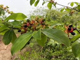 Image result for Manilkara koechlinii